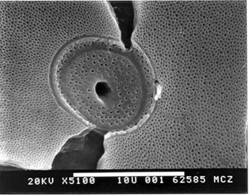 Media type: image; Herpetology R-151502